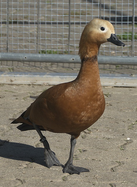 姆斯